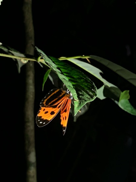 Nachtwanderung-Schmetterling