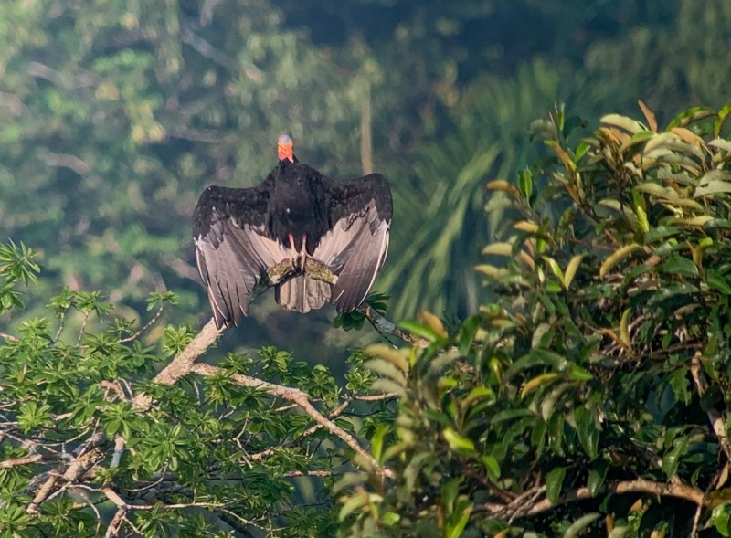 Truthahngeier-Turkey-vulture