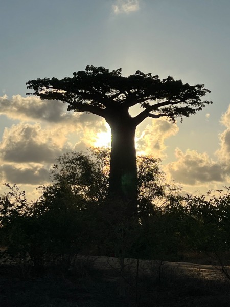 Baobab-Allee-Sonnenuntergang-2