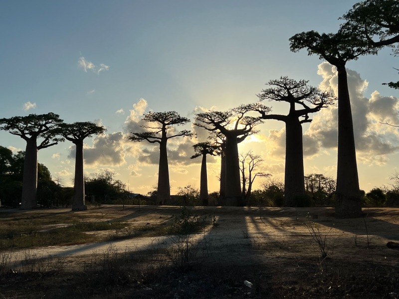 Baobab-Allee-Sonnenuntergang-3