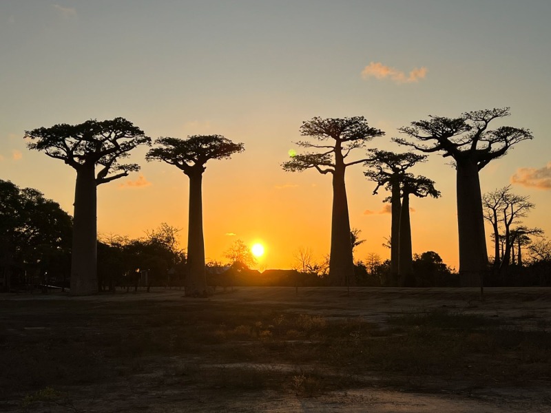 Baobab-Allee-Sonnenuntergang-4