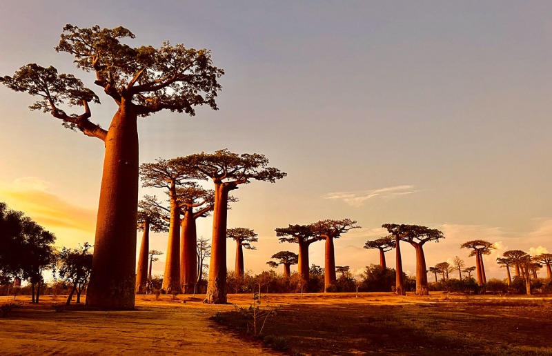 Baobab-Allee-Sonnenuntergang-5