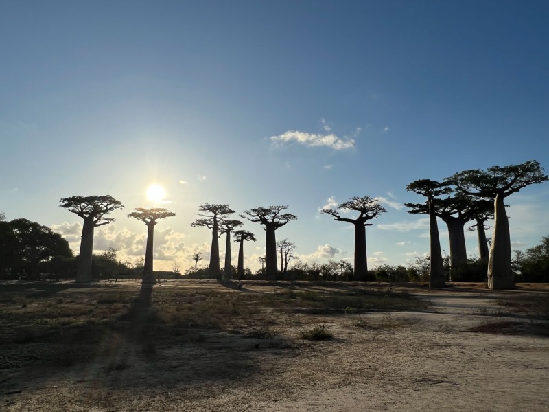 Baobab-Allee-Sonnenuntergang