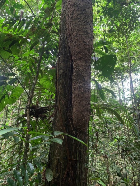 Cuyabeno-Dschungel-Baum