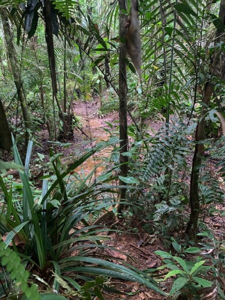 Cuyabeno-Dschungel-Sumpf