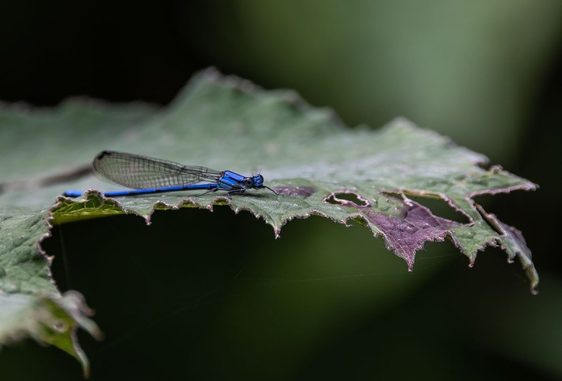 blaue-Libelle