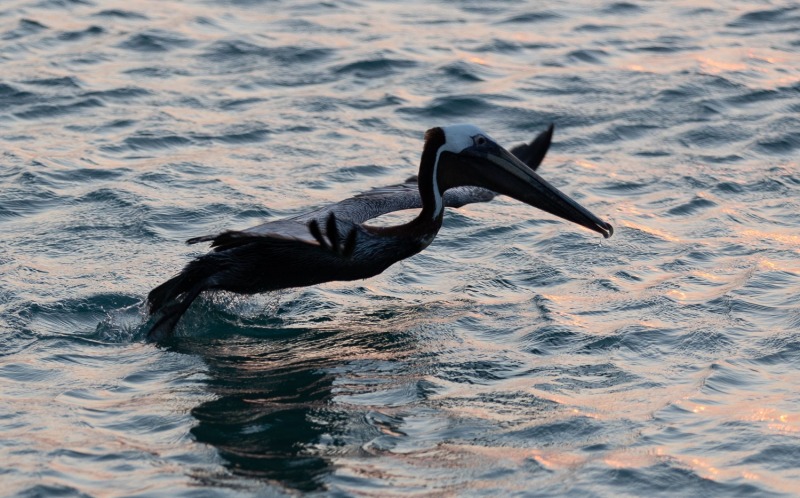 Pelikan-taucht-auf