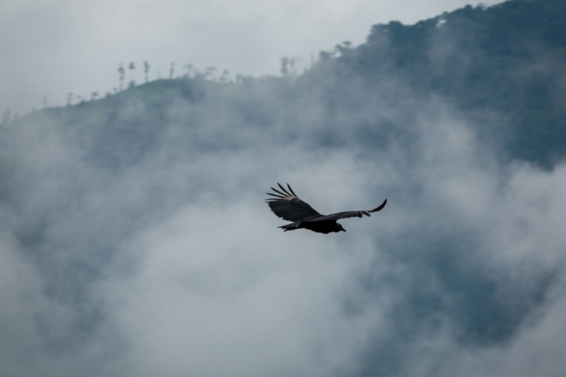 Black-Vulture-Coragyps-Atratus-2