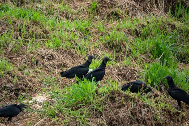 Black-Vulture-Coragyps-Atratus-3