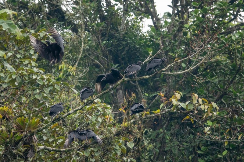 Black-Vulture-Coragyps-Atratus-4