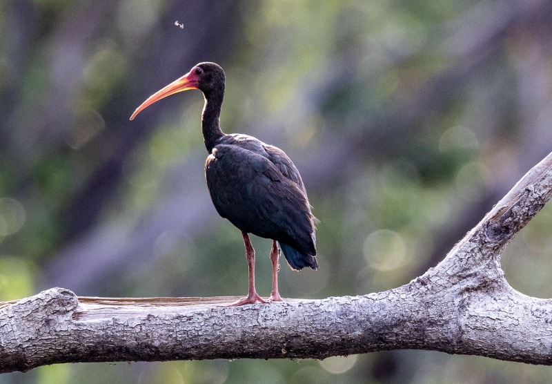 Schwarzer-Ibis