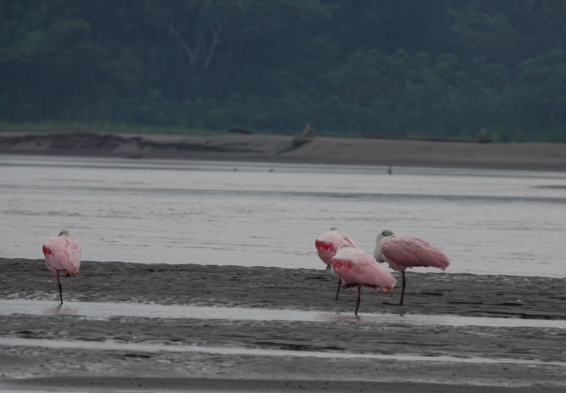 Rio-Napo-Flamingo