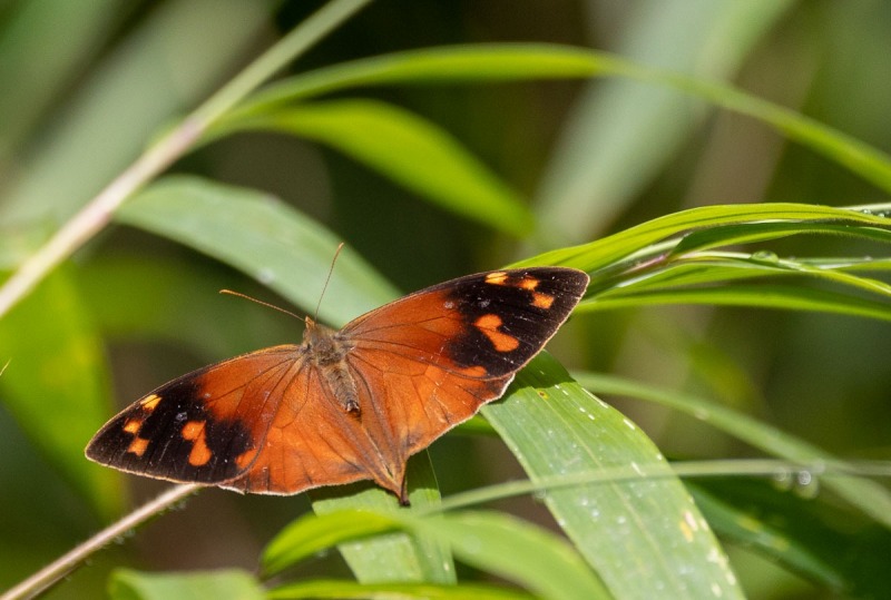 Schmetterling-orange-2