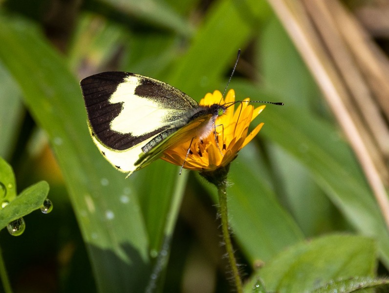 Schmetterling-schwarz-gelb