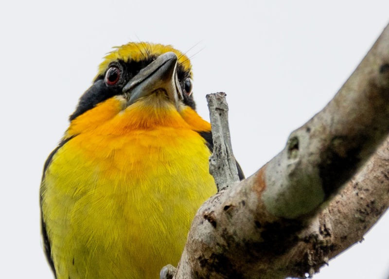 Orange-Tupfenbartvogel-Capito-auratus-4