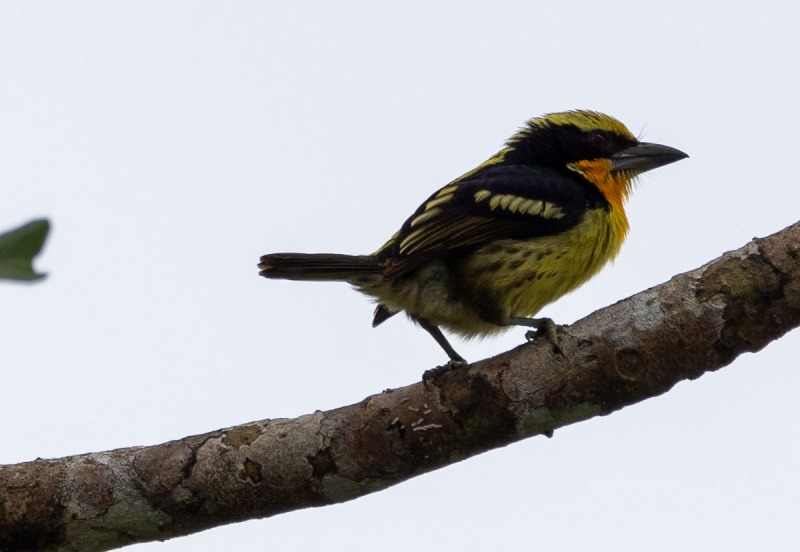 Orange-Tupfenbartvogel-Capito-auratus-5
