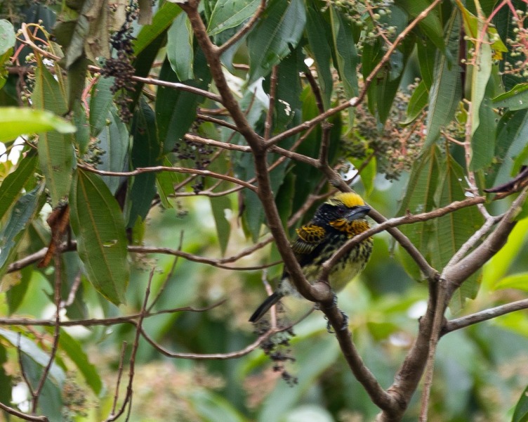 Orange-Tupfenbartvogel-Capito-auratus-6
