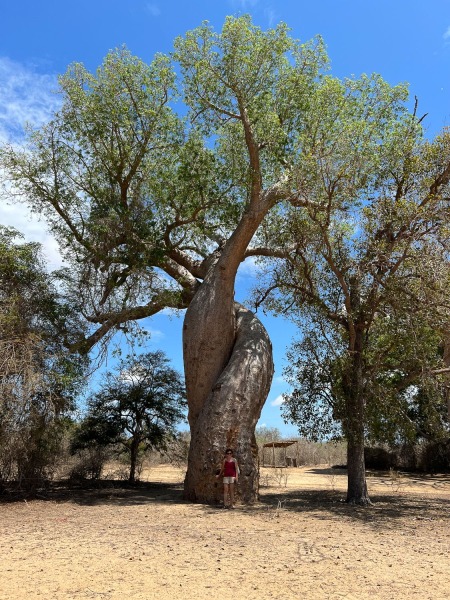 Baobab-verliebt