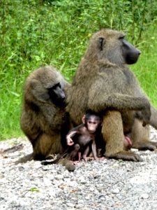 Baboon Pavian Familie
