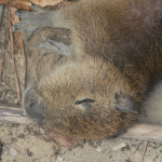 JBL Venezuela Gapybara