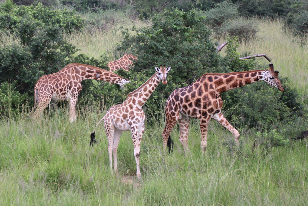Giraffen Gruppe