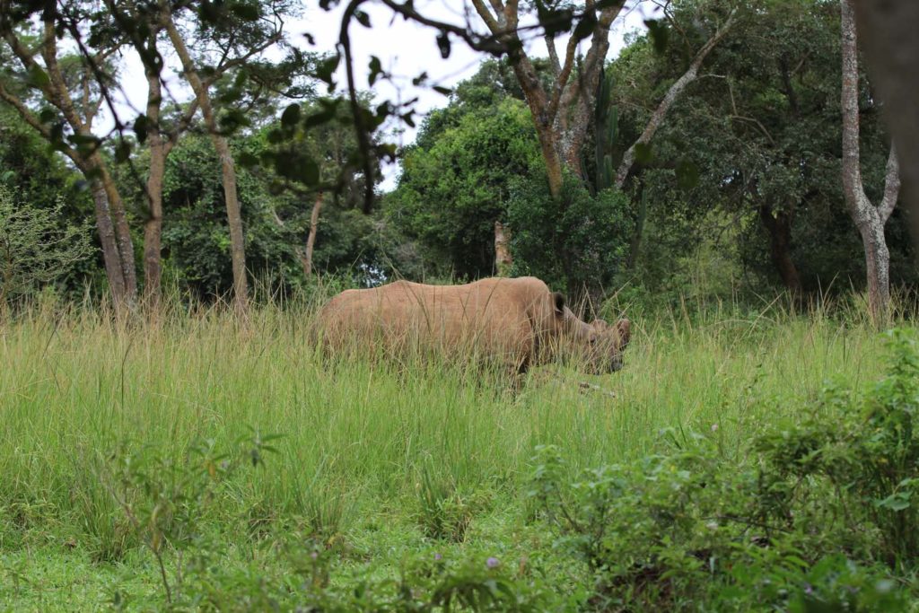 Uganda Reise 2017 - Nashorn