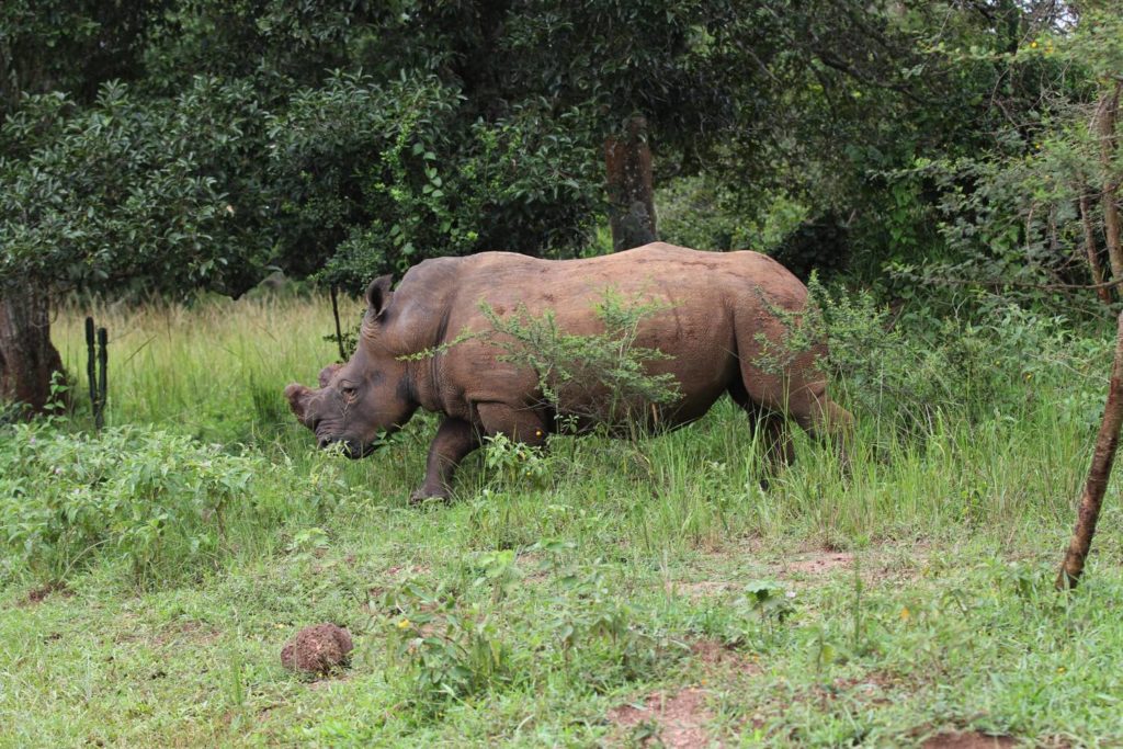 Uganda Reise 2017 - Nashorn