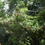 JBL Venezuela Baumspinnen