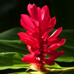 JBL Venezuela Blume