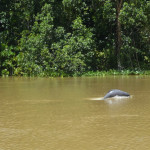 JBL Venezuela Flussdelphin