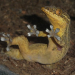 JBL Venezuela Gecko