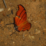JBL Venezuela - Schmetterling