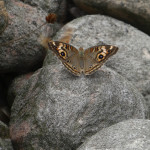 JBL Venezuela Schmetterling