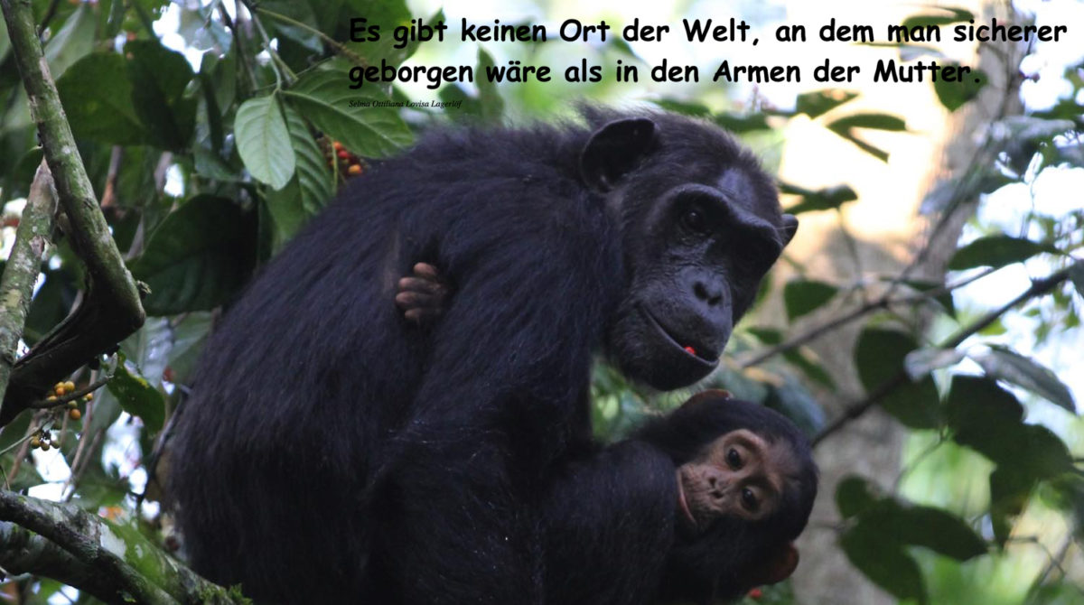 Schimpanse Mutter Baby