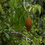 JBL Venezuela Kakao-Frucht