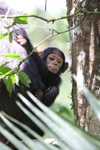 Schimpanse Baby