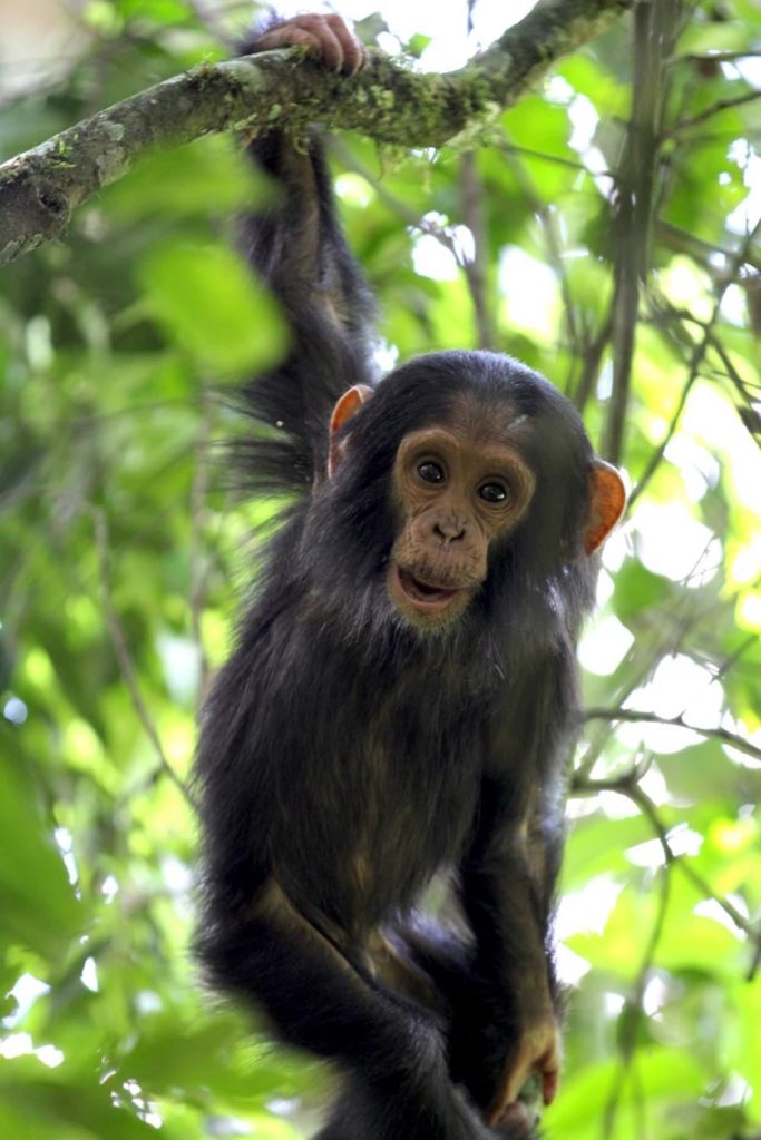Schimpanse Baby