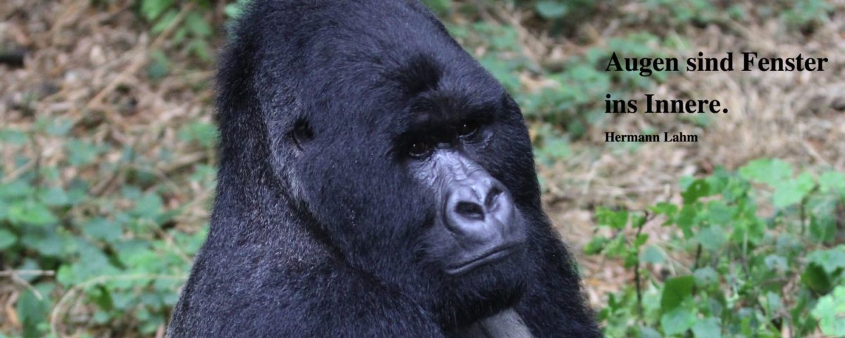 Reiseblog – Naturerlebnis Uganda – 16.09. –  2. Gorillatrecking