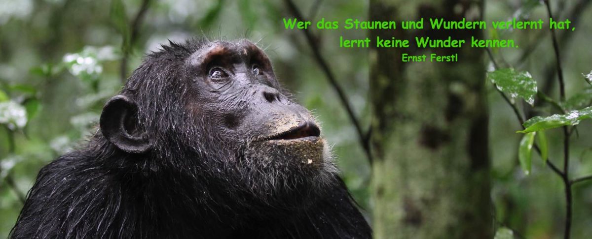 Reiseblog – Naturerlebnis Uganda – 04.09. – Kibale Forest Nationalpark – Schimpansentrekking